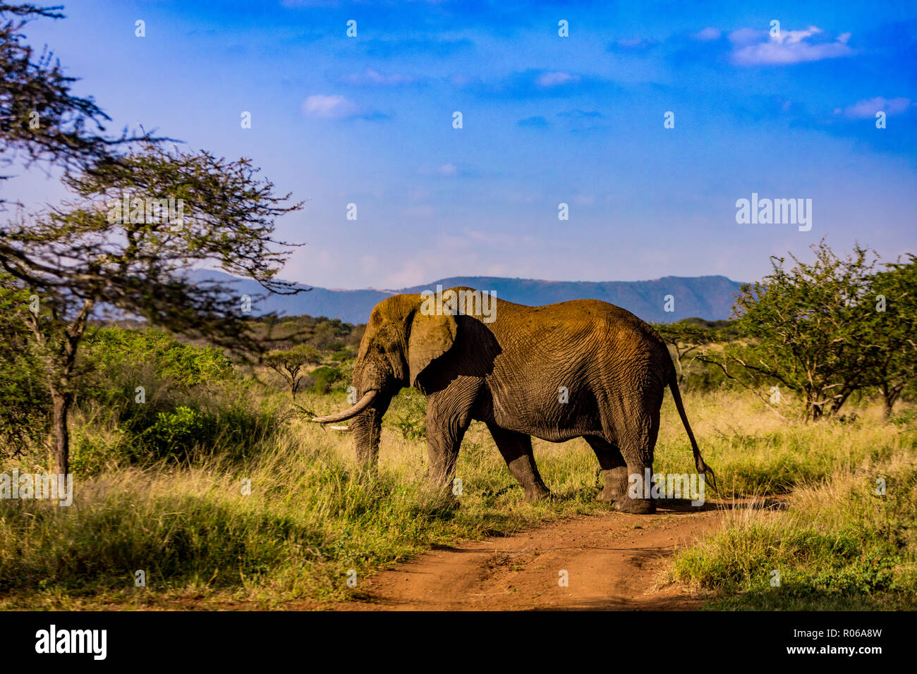 L'éléphant africain (Loxodonta africana), Zululand, Afrique du Sud, l'Afrique Banque D'Images