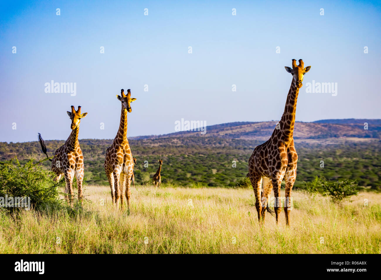 Girafe (Giraffa camelopardalis), Zululand, Afrique du Sud, l'Afrique Banque D'Images