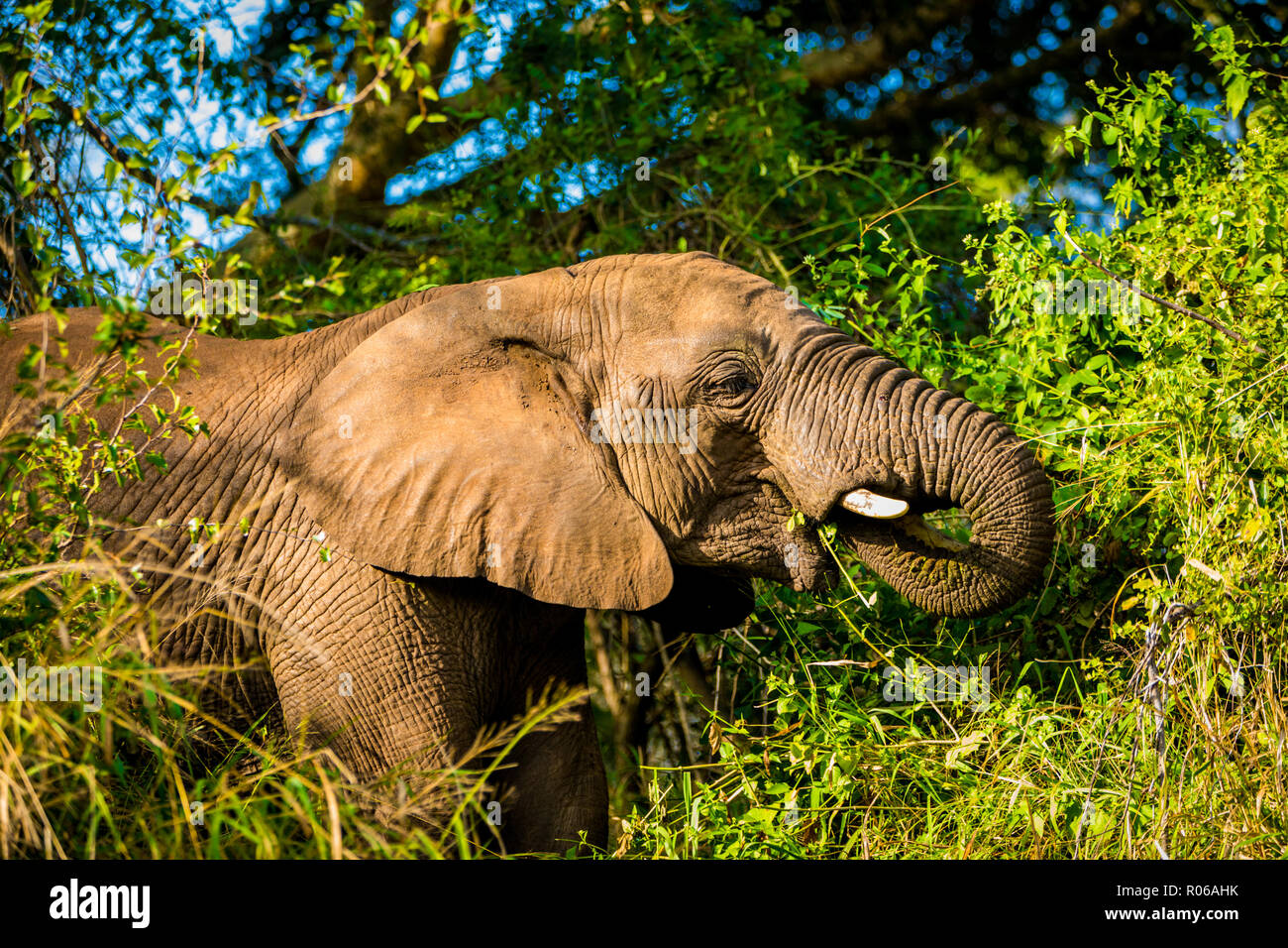 L'éléphant africain (Loxodonta africana), Zululand, Afrique du Sud, l'Afrique Banque D'Images