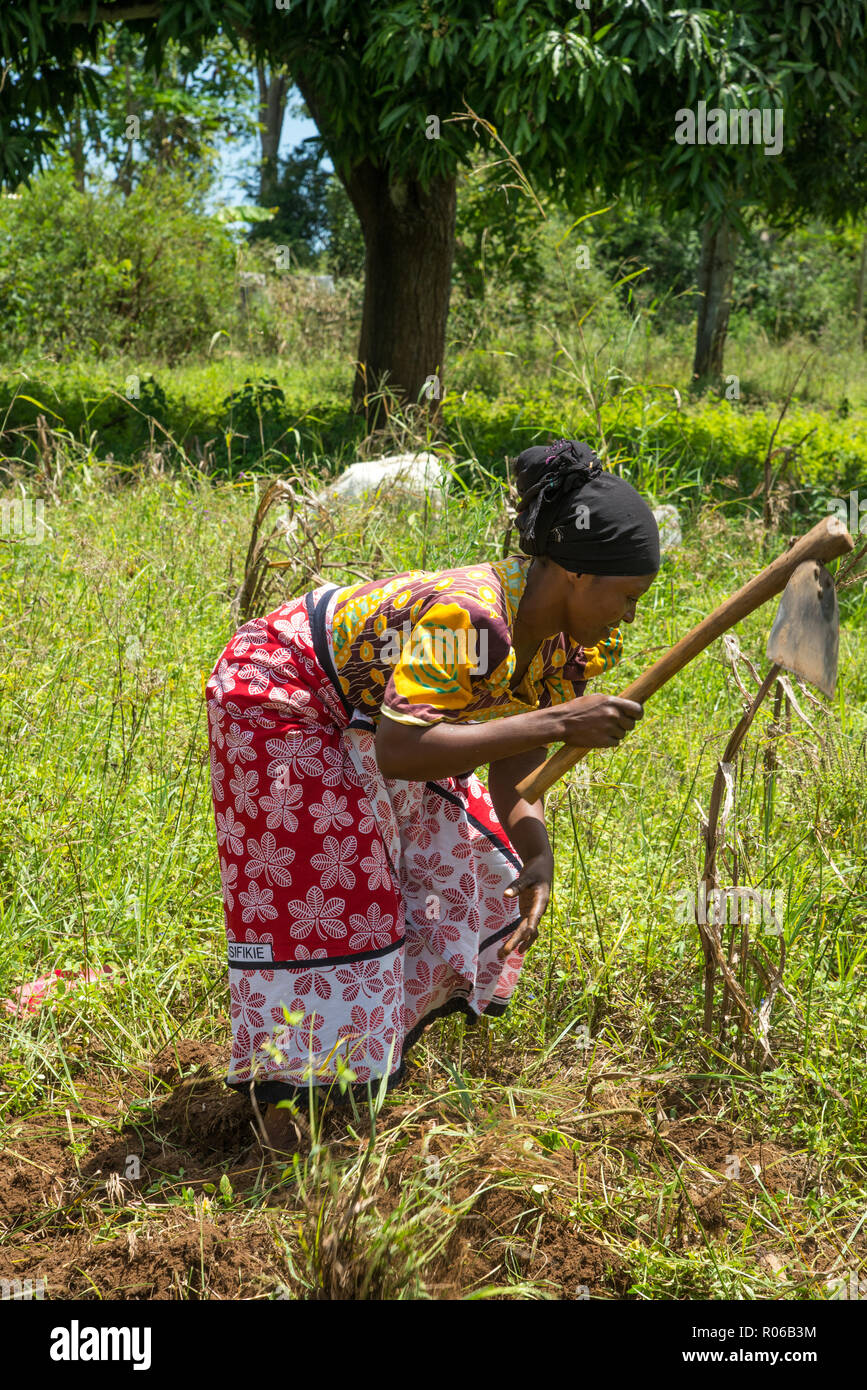 Femme africaine travaillant sur le terrain au Kenya Banque D'Images