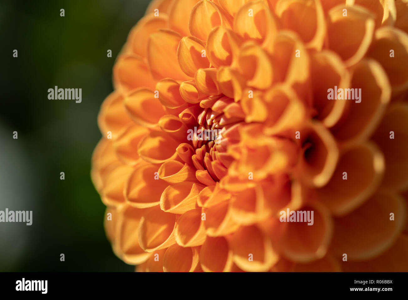 Belle fleur orange d'un dahlia plante dans le soleil. Fond vert. Banque D'Images