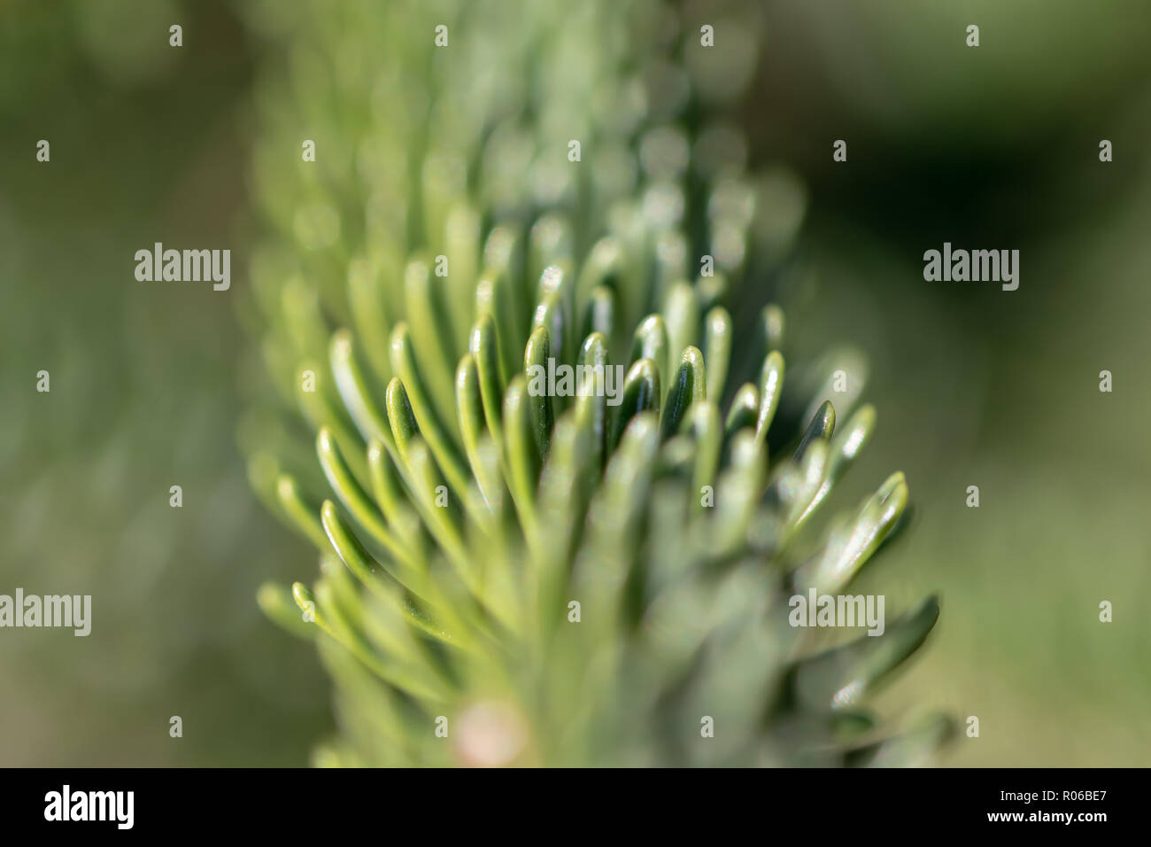 Les aiguilles de sapin avec la direction générale. Close up avec la profondeur de champ. Banque D'Images