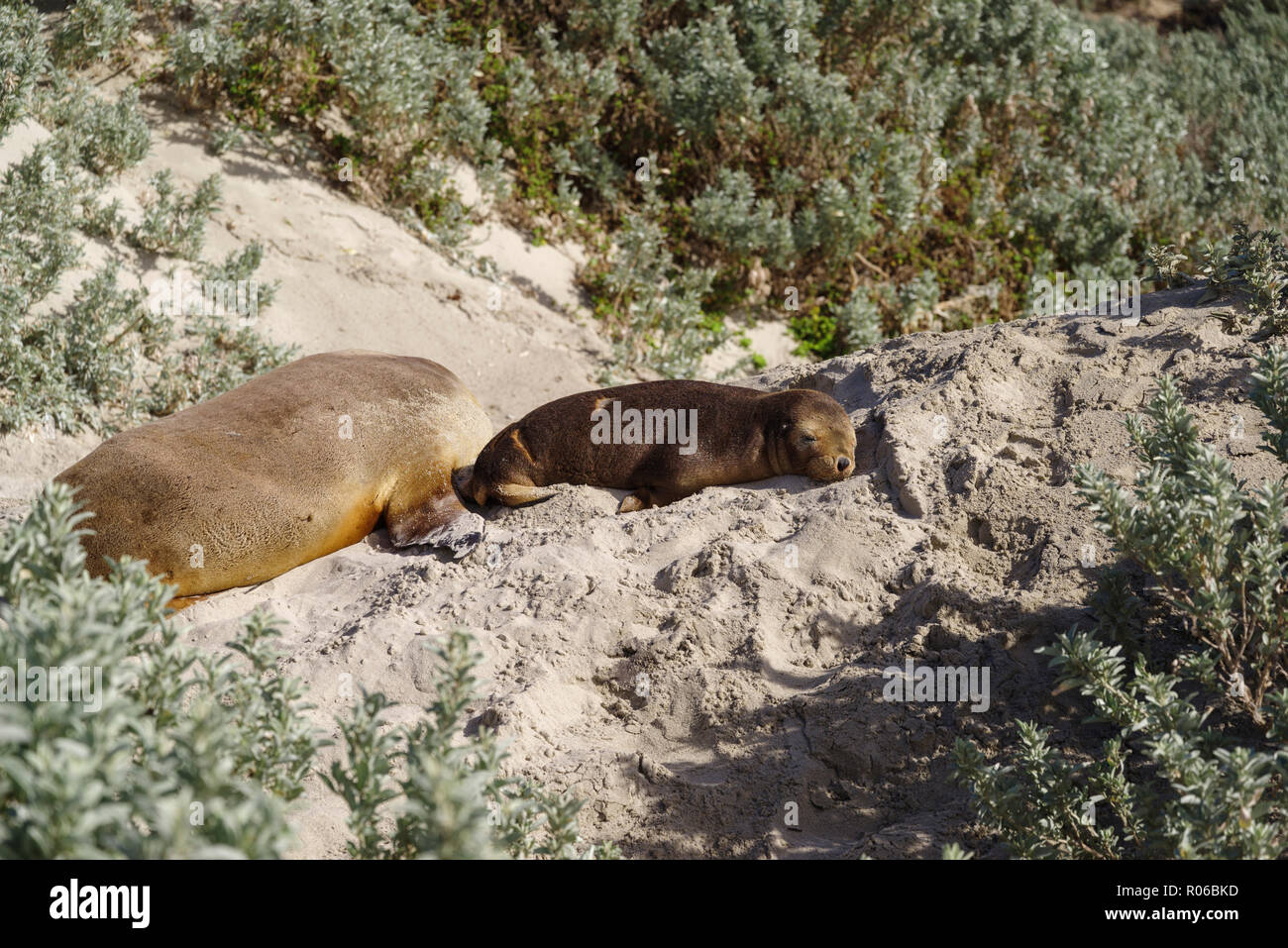 Bebe Lion De Mer Sauvages Australiens Au Repos Sur Le Sable Dans Le Seal Bay Conservation Park Kangaroo Island Australie Pacifique Photo Stock Alamy