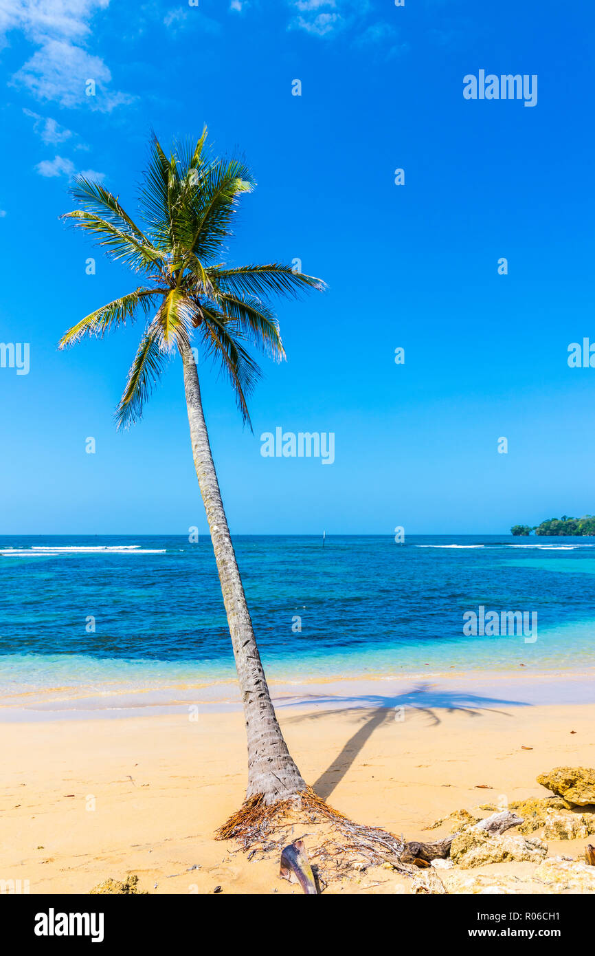 Vue d'un palmier et la mer des Caraïbes au large de Bocas del Drago beach, l'Île de Colon, les îles de Bocas del Toro, PANAMA, Amérique Centrale Banque D'Images