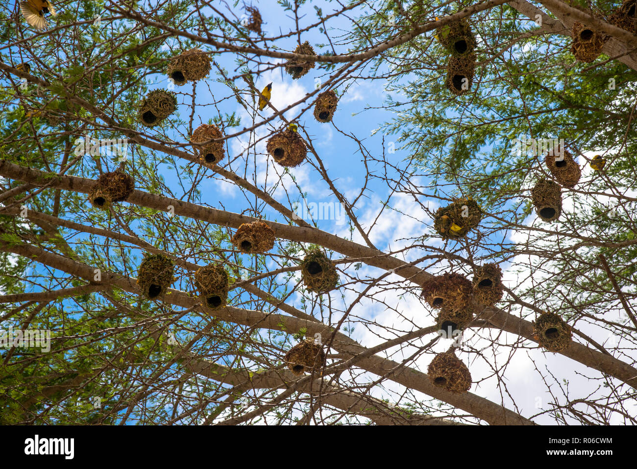 Arbre avec de nombreux nids de weaverbirds au parc national de Tsavo au Kenya Banque D'Images