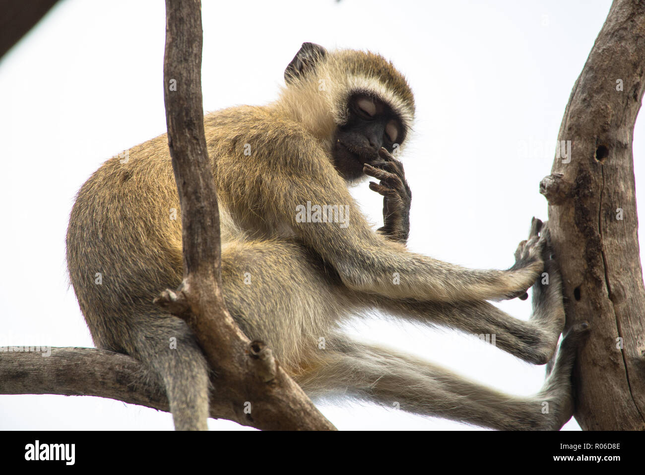 Un singe à Tsavo East National Park, Kenya Banque D'Images