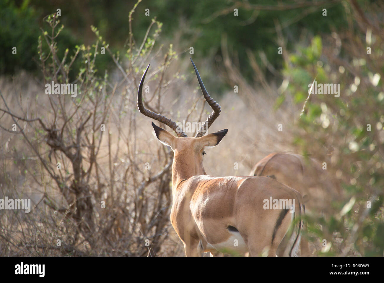 Les antilopes à Tsavo East National Park, Kenya Banque D'Images