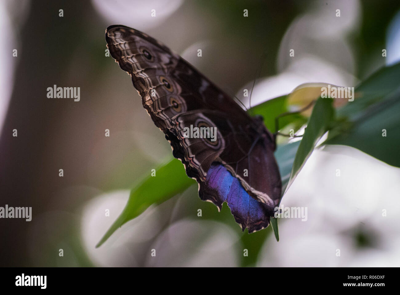 Un géant papillon Hibou repos clignote un aperçu de belle blue wing Banque D'Images