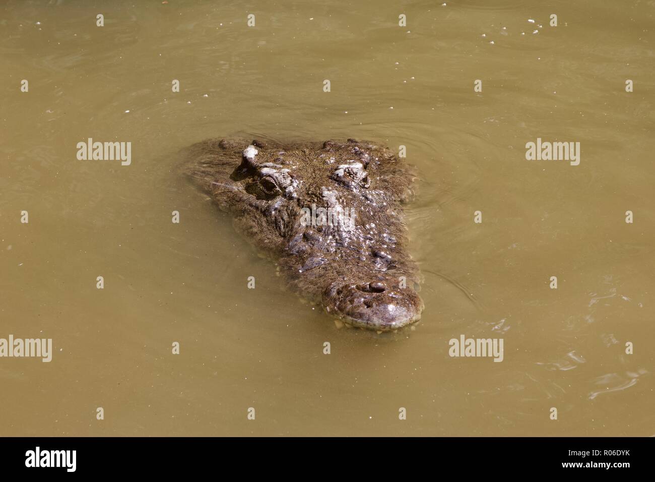 Un wild crocodile (Crocodylus acutus) dans la rivière Black, Jamaïque Banque D'Images