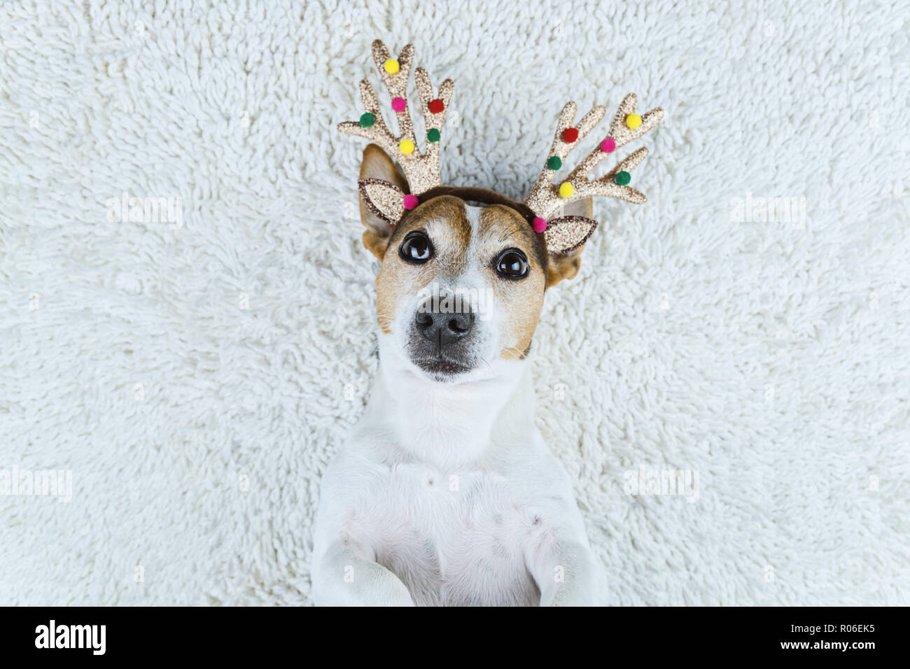 Jack Russell Terrier Party Celebration Banque D Image Et Photos Alamy