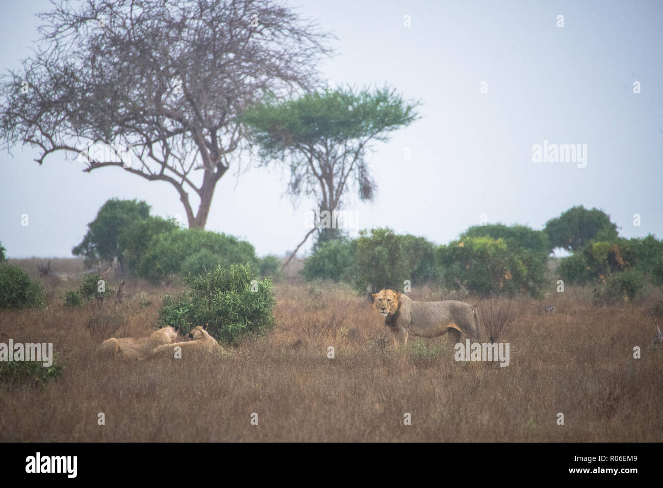 Lion à Tsavo East National Park, Kenya Banque D'Images