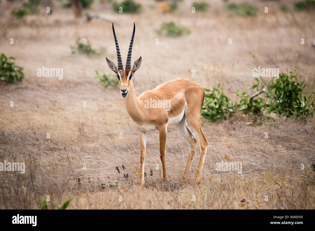 Les antilopes à Tsavo East National Park, Kenya Banque D'Images