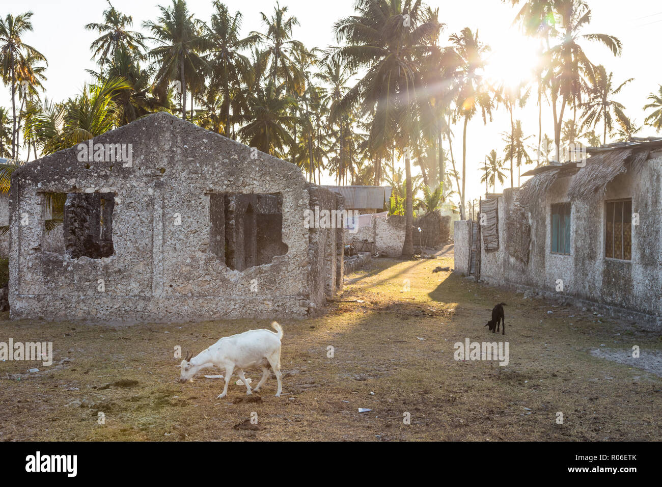 Les chèvres par les maisons en pierre entourée de palmiers à Jambiani village de Zanzibar, Tanzanie dans le coucher du soleil. Banque D'Images