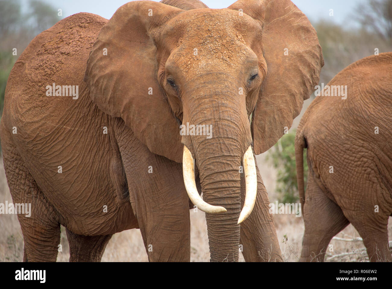 Éléphant en colère dans le parc national de Tsavo, Kenia Banque D'Images