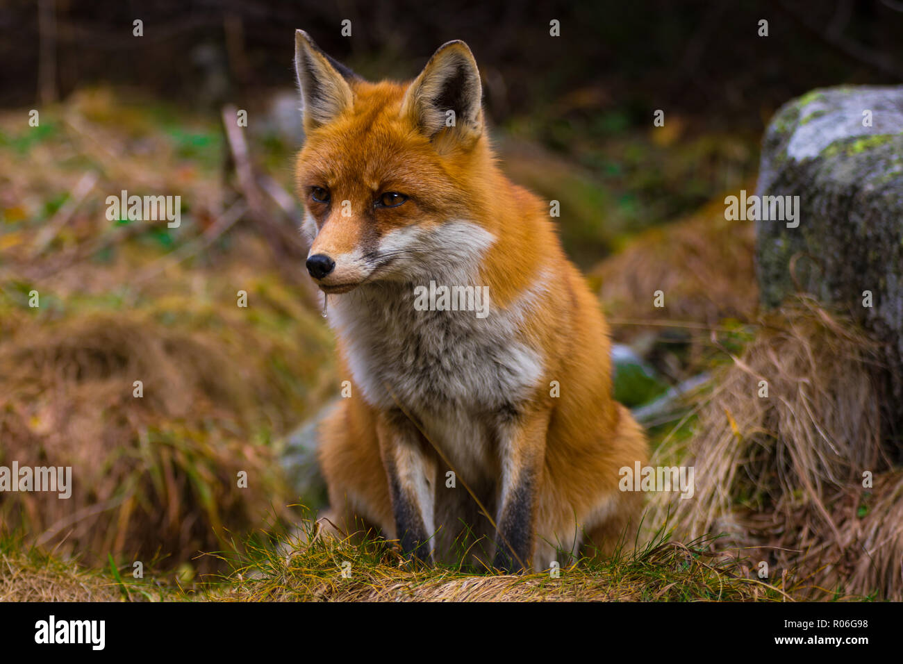 De Capture Fox regardant quelque chose à manger. La Slovaquie Banque D'Images