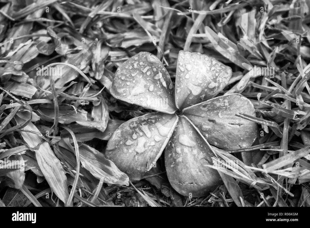Noir et Blanc Plumeria Tropical Flower reposant sur l'herbe après la tempête avec des gouttes de pluie sur les pétales Banque D'Images Noir et Blanc Plumeria Tropical Flower reposant sur l'herbe après la tempête avec des gouttes de pluie sur les pétales Banque D'Images