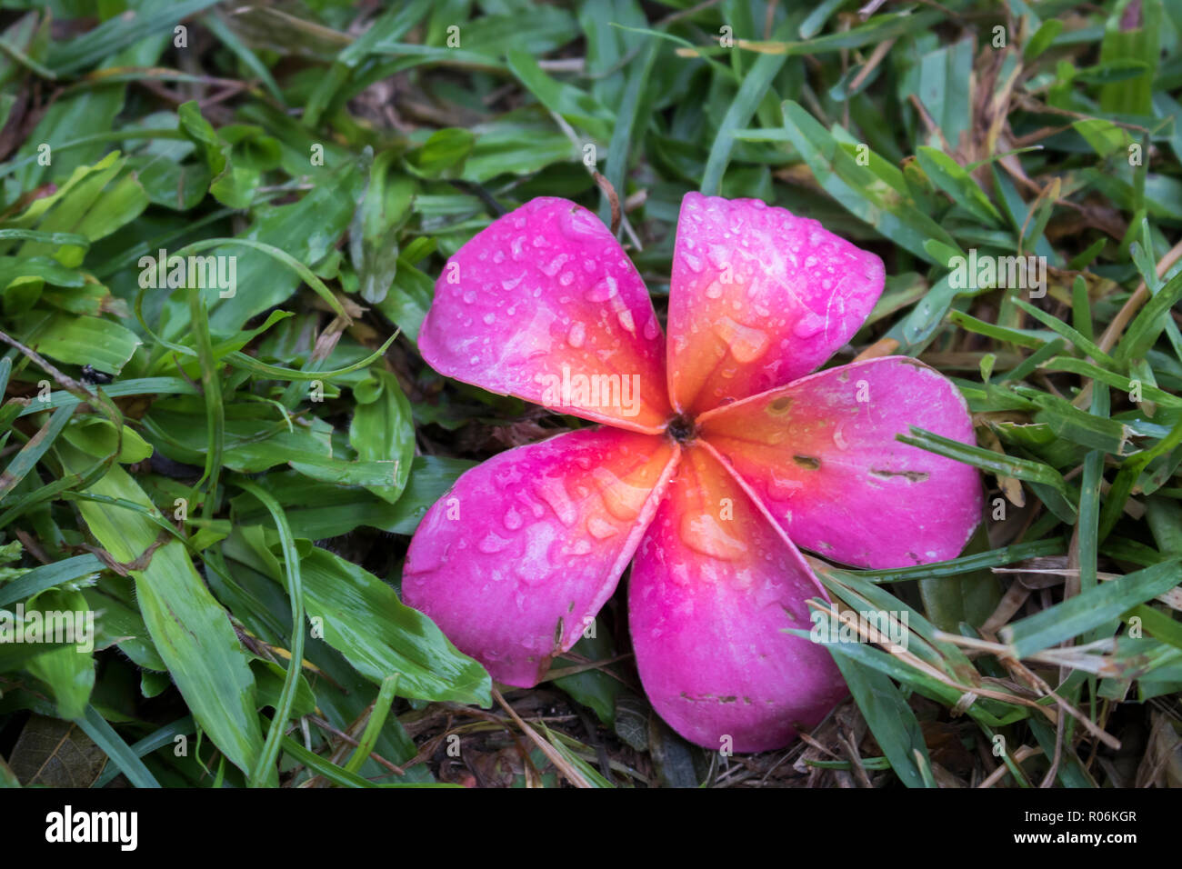 Bright Pink Plumeria Tropical Flower reposant sur l'herbe après la tempête avec des gouttes de pluie sur les pétales Banque D'Images Bright Pink Plumeria Tropical Flower reposant sur l'herbe après la tempête avec des gouttes de pluie sur les pétales Banque D'Images