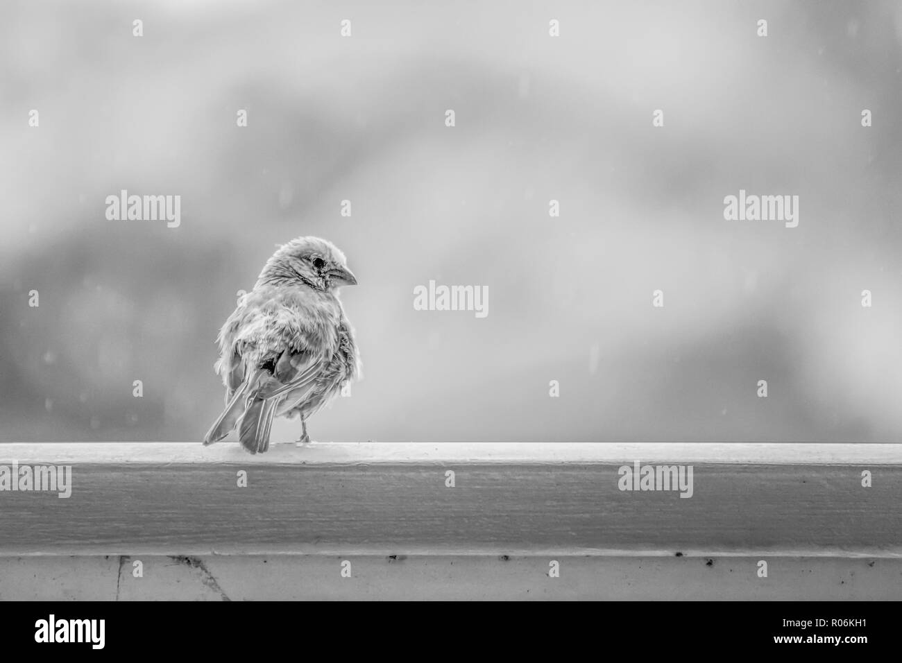 Noir et Blanc duveteux House Finch Bird on Railing attend que la pluie à la fin avec des détails dans le visage et plumes et la pluie en arrière-plan Banque D'Images