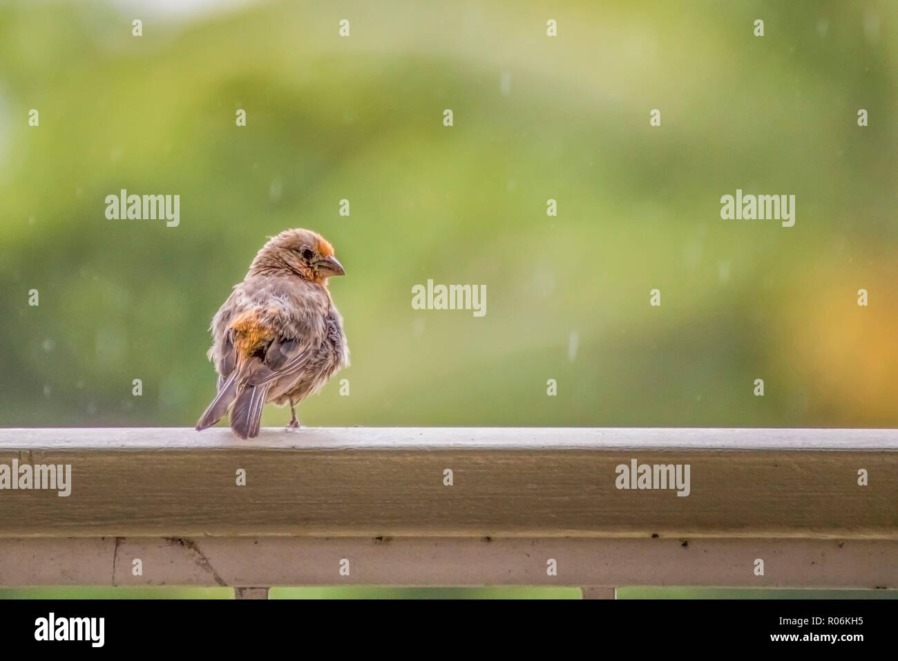 Orange et Brun Oiseau Roselin moelleux sur main courante avec pluie et fond vert Banque D'Images