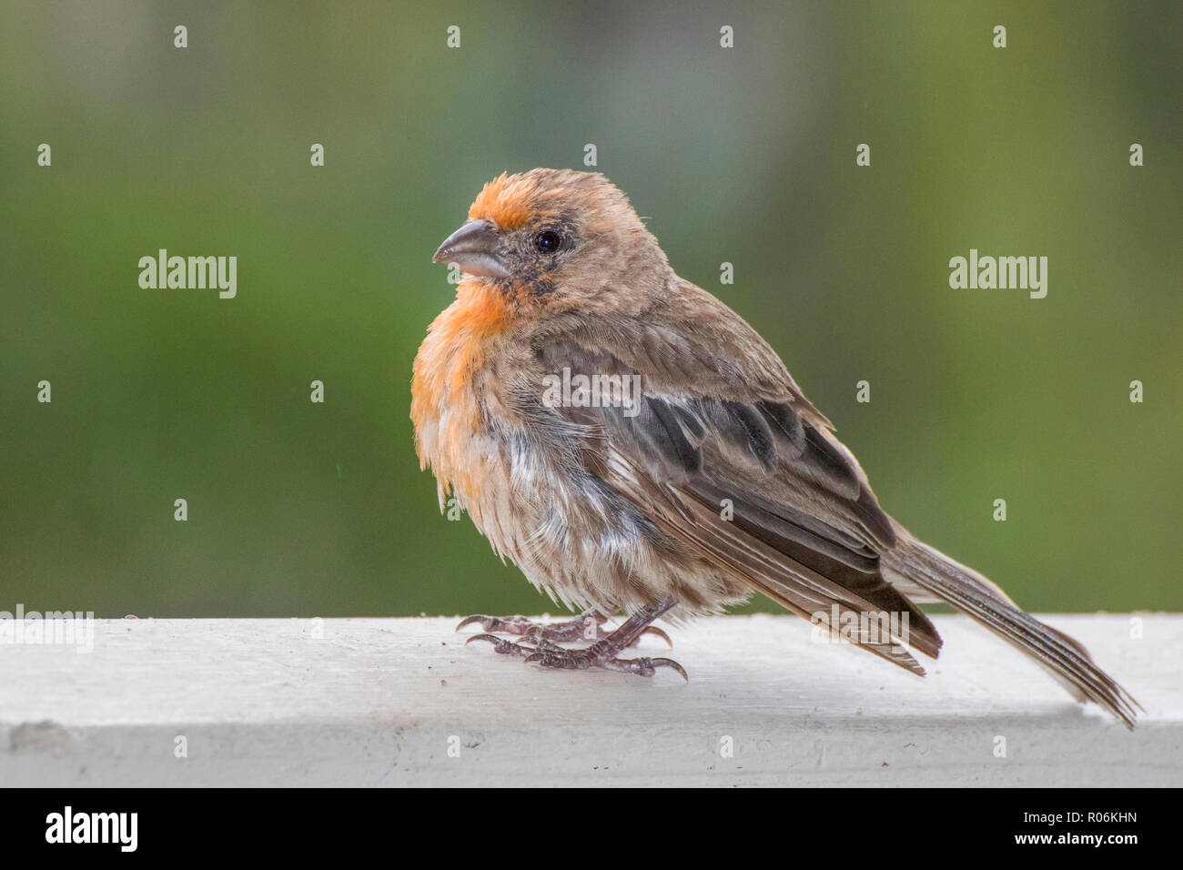Close up House Finch Oiseau avec des plumes de la tête et de la poitrine orange Banque D'Images