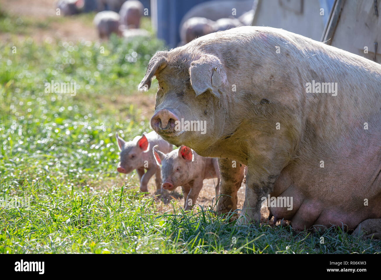 Un Bebe Porcinet Ressemble A Sa Maman Truie Pour Le Confort Sur Une Variete De Cochons En Nouvelle Zelande Photo Stock Alamy