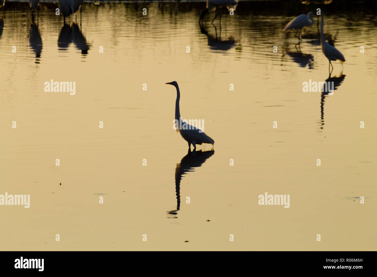 Reflète sur l'eau des oiseaux, du Pantanal au Brésil. La faune du Brésil. Silhouette d'oiseaux. Banque D'Images