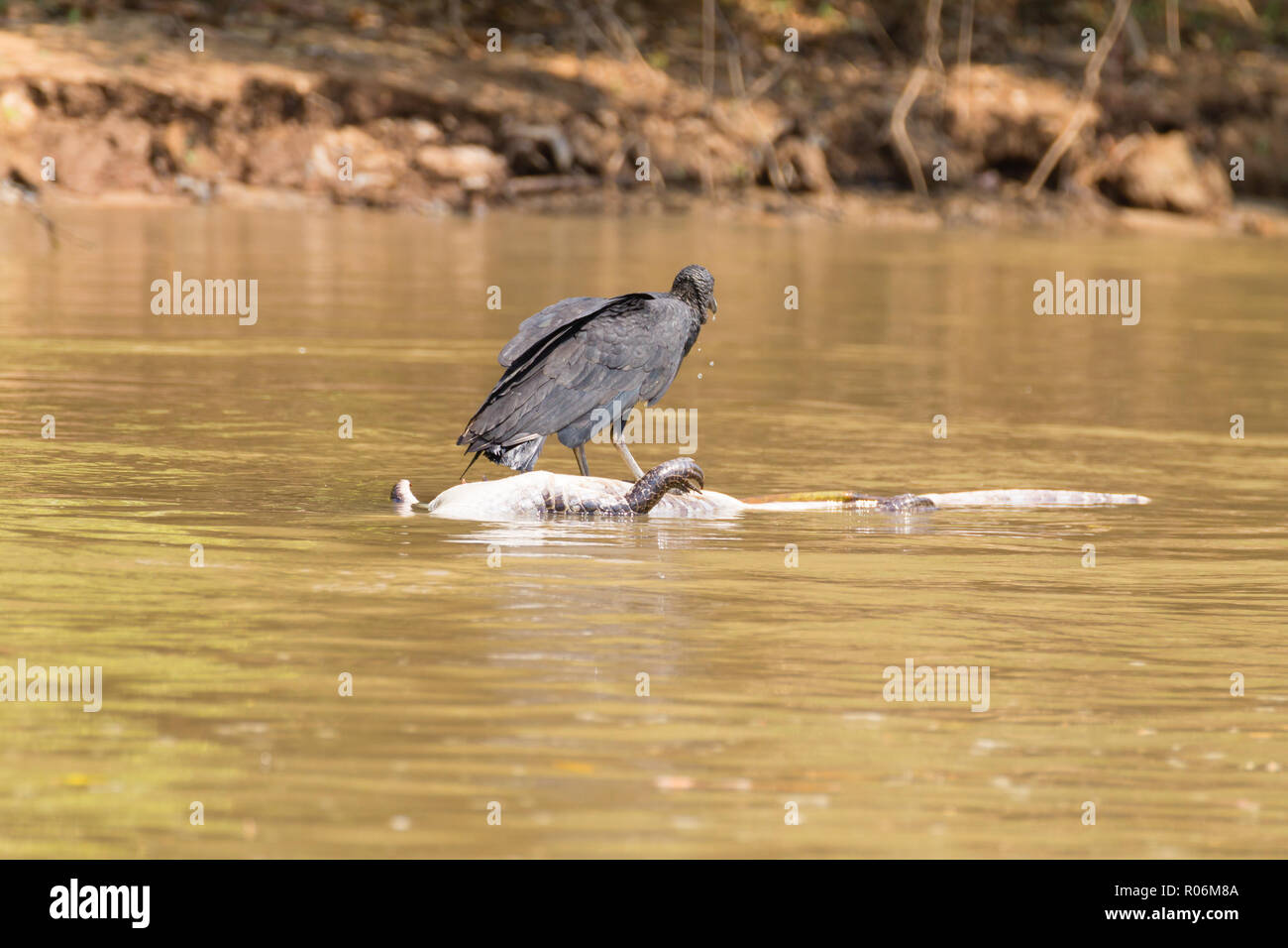 Urubu noir flottant sur une rivière à partir de la mort de caïmans Pantanal, Brésil. La faune du Brésil. Banque D'Images