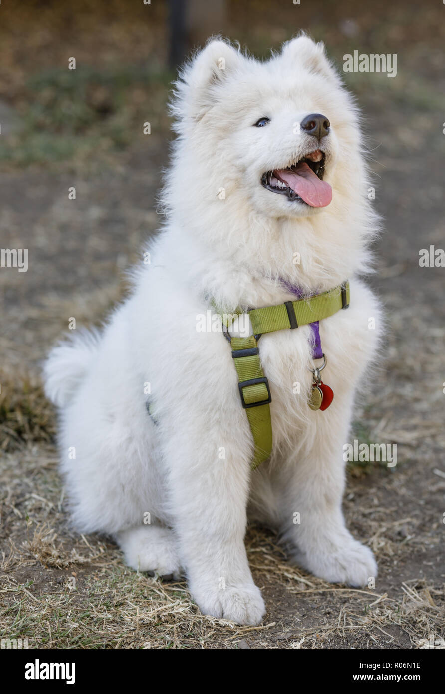 Samoyède femelle Chiot Chien assis et regardant vers le haut. Banque D'Images