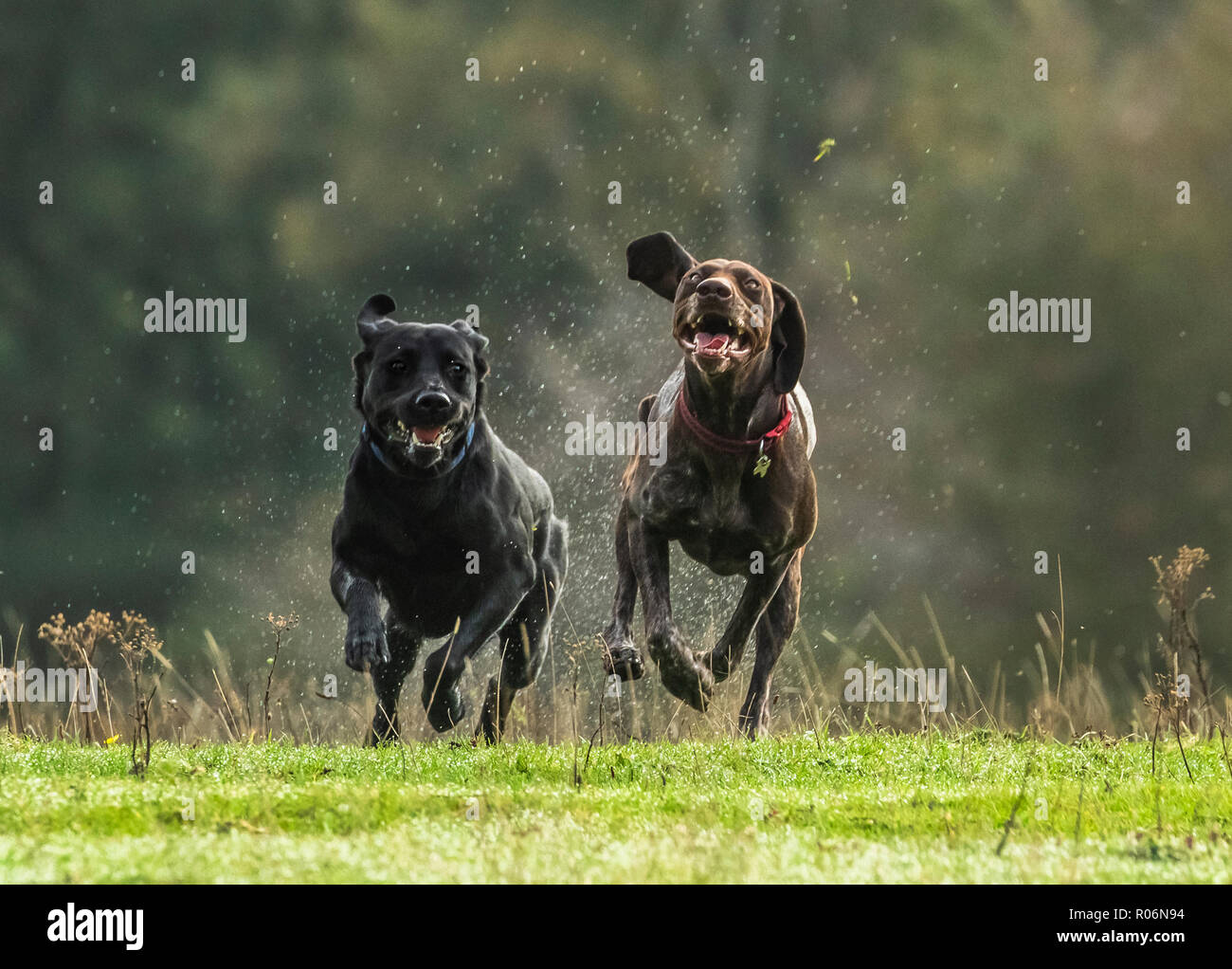 Un Labrador noir et un pointeur allemand fonctionnant ensemble sur l'herbe mouillée. Banque D'Images