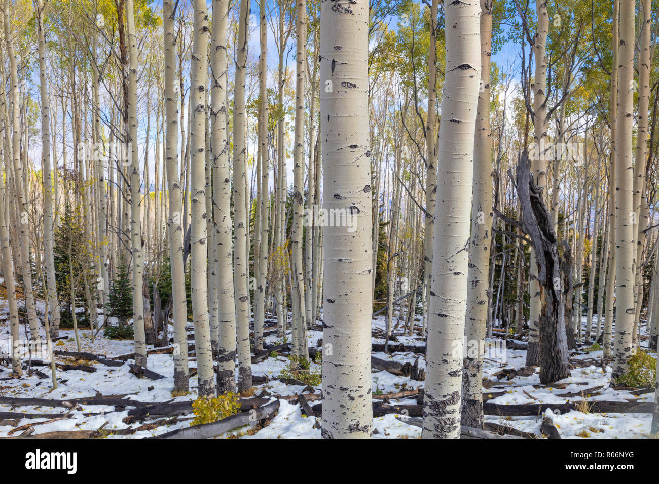 L'évolution des montagnes du sud de l'Utah - Aspen Banque D'Images