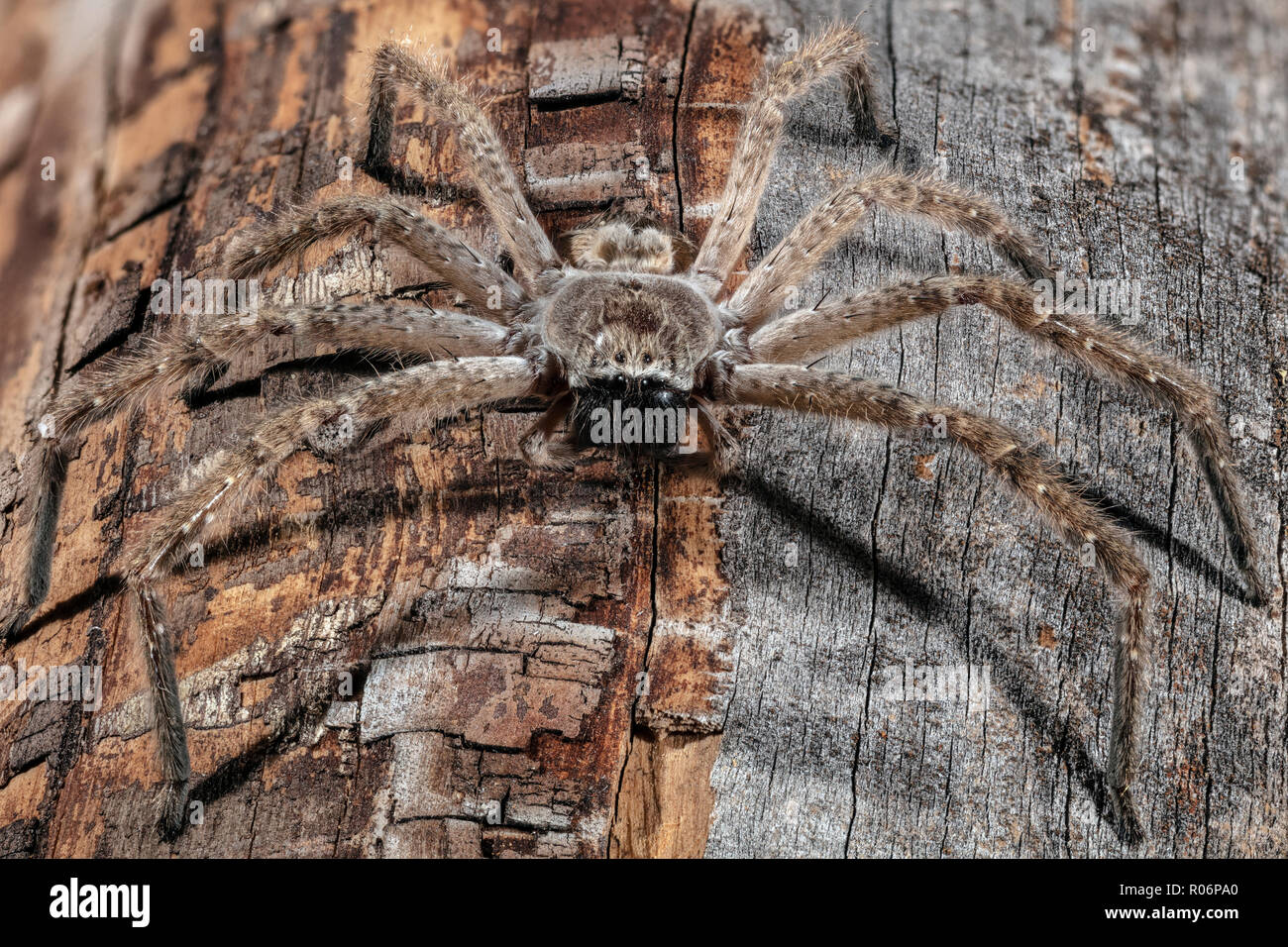 Araignée crabe géant, Olios giganteus Banque D'Images
