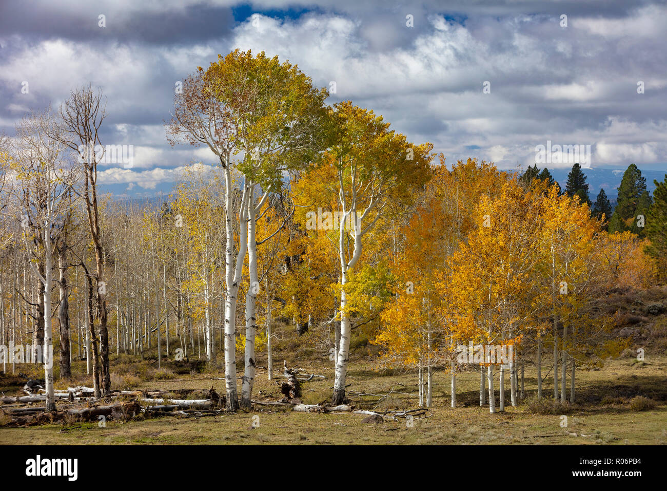 L'évolution des montagnes du sud de l'Utah - Aspen Banque D'Images