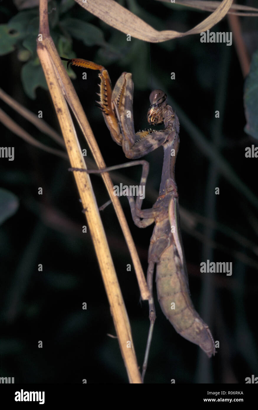 Pas 1099700 MANTIS AFRICAINE Sphodromantis viridis Parc national de Serengeti Tanzanie Afrique de l'Est Banque D'Images
