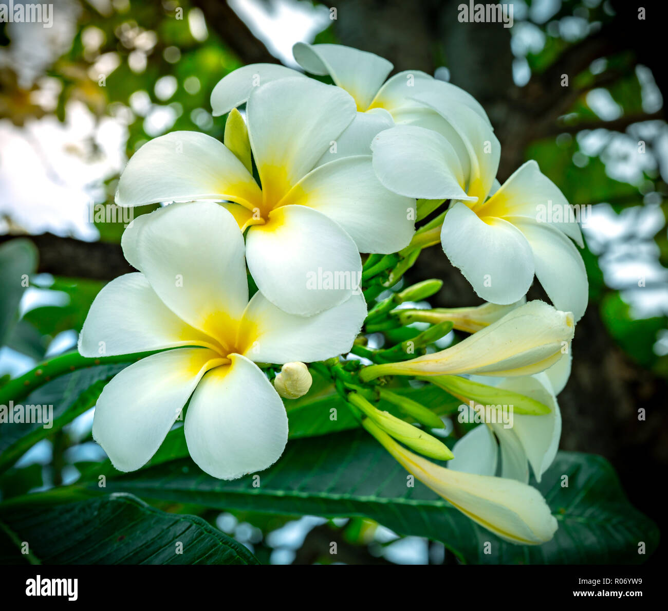 Frangipane flower Banque de photographies et d'images à haute résolution -  Alamy