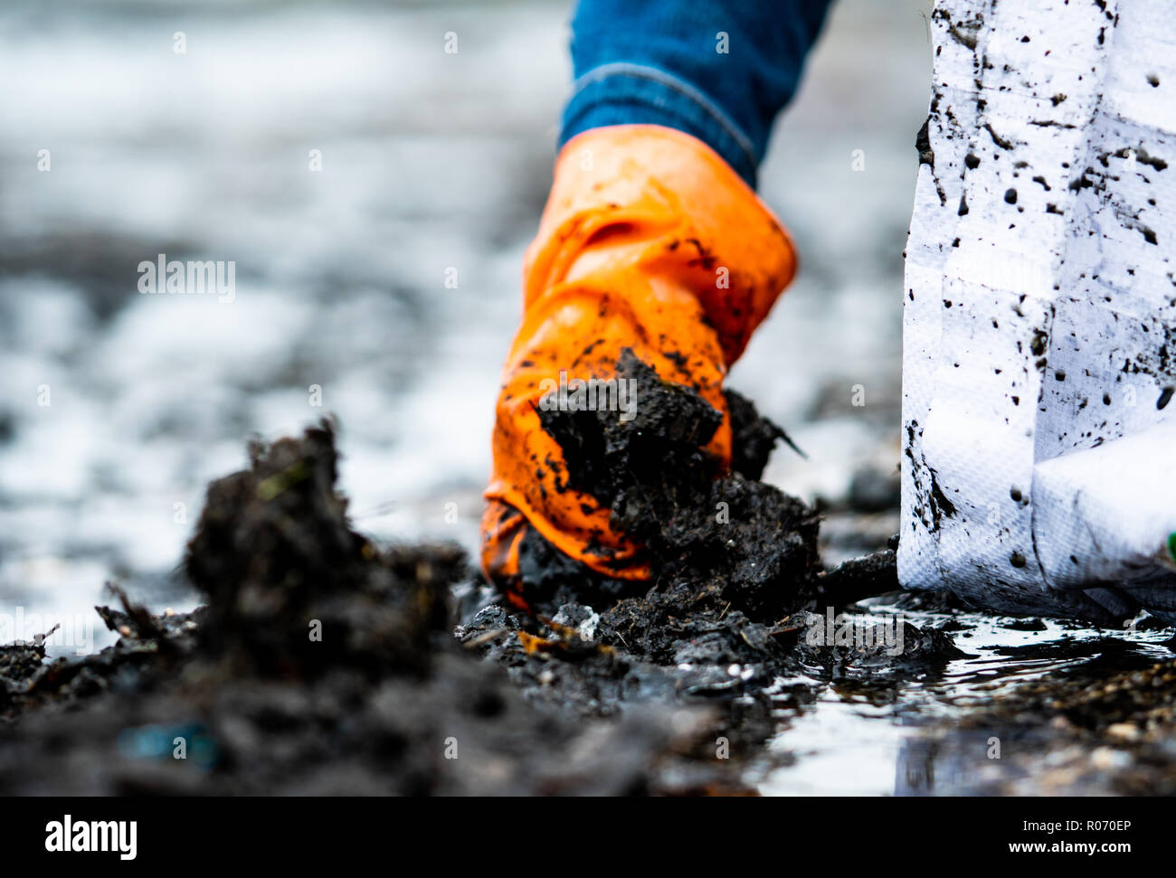 Les gens portent des gants orange ordures cueillette jusqu'au sac blanc. La main libre d'adultes bénévoles collecte des ordures à la mer Noire. Beach enviro Banque D'Images