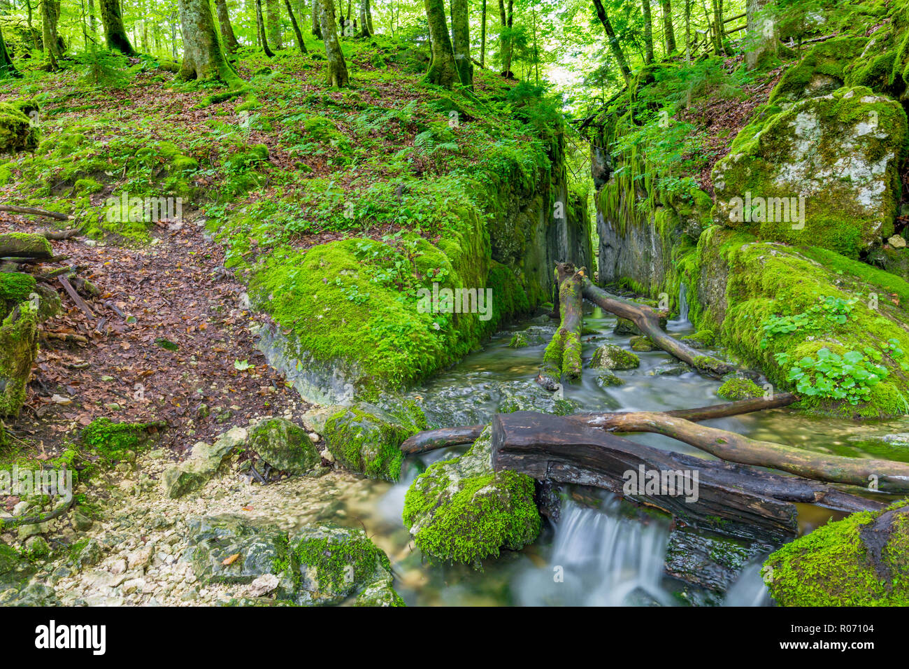 Belle rivière en forêt la nature. La nature de fond aux couleurs pacifiques. Banque D'Images