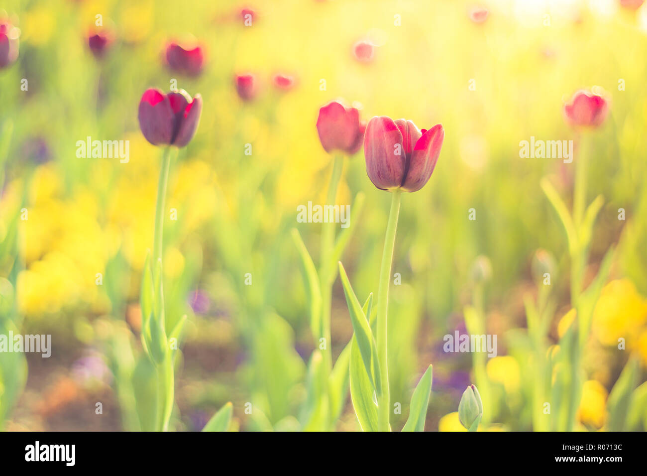 Nature de l'été vue d'un magnifiques tulipes colorées avec prairie. Scène d'été de source naturelle sous la lumière du soleil. Paysage plantes vertes naturelles Banque D'Images