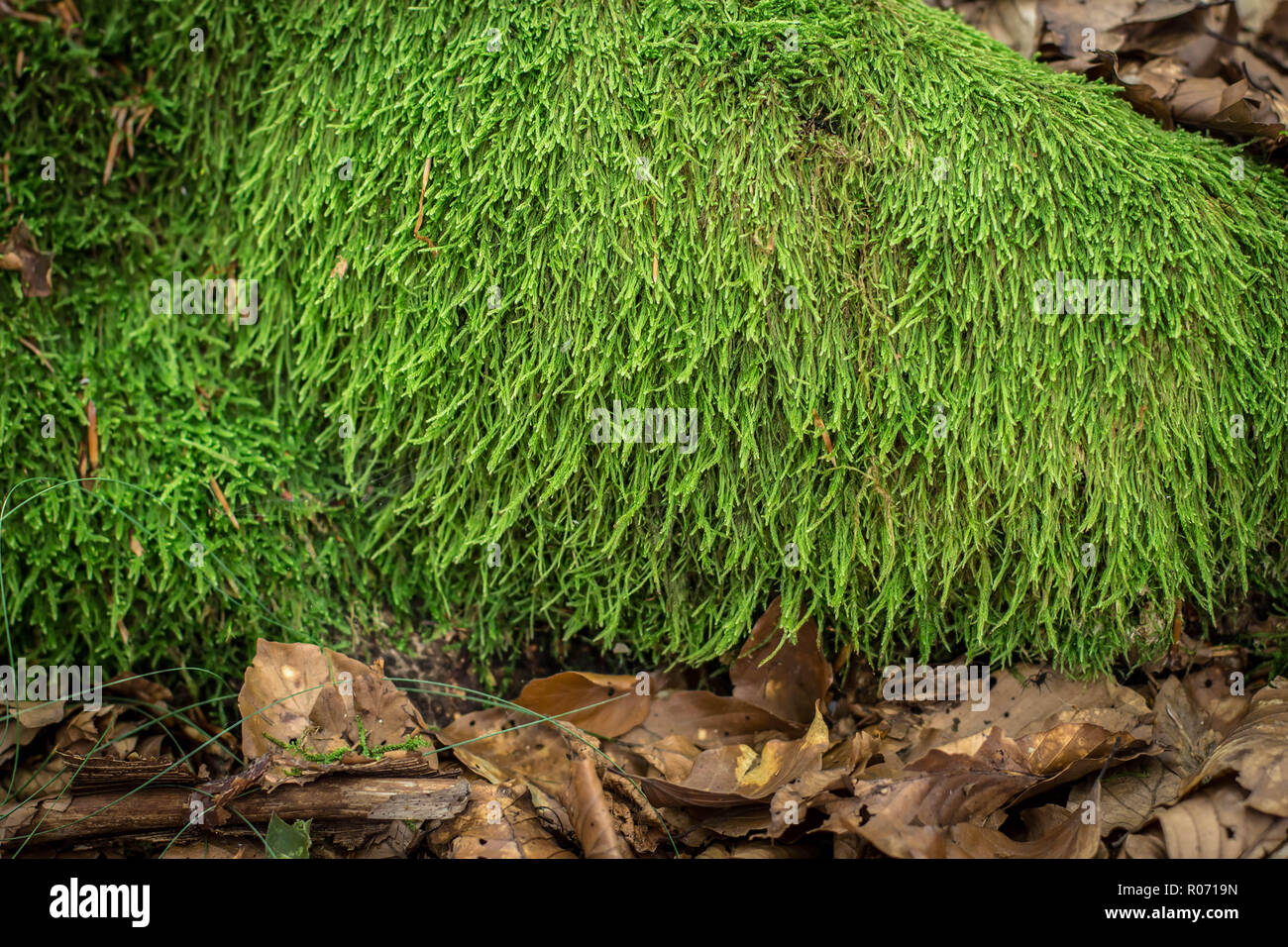 Moss Hypnum andoi sur le rocher dans la forêt de hêtre sur la montagne Tara en Serbie Banque D'Images