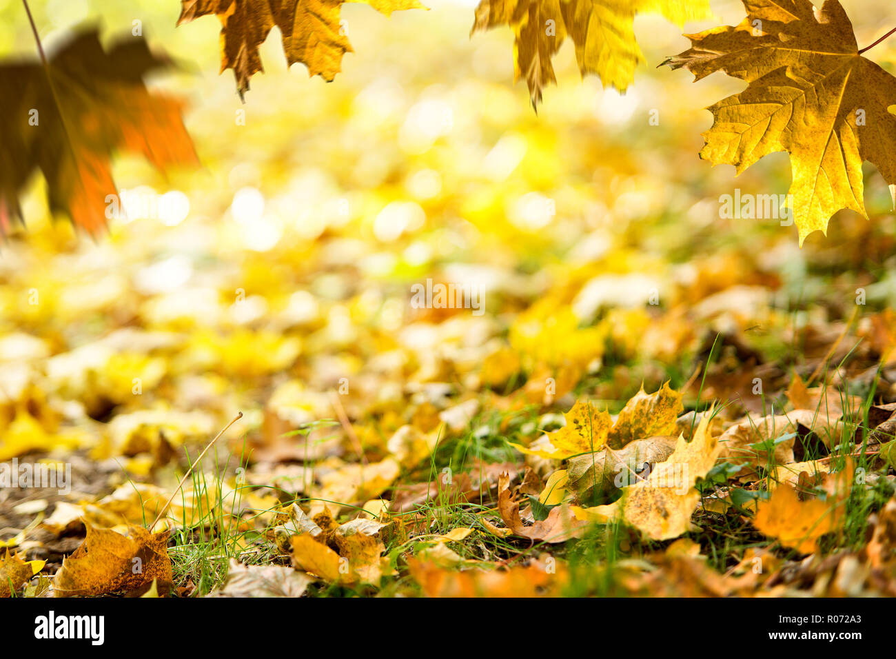 Automne fond. Les feuilles tombées sur le sol dans l'herbe. Cadre de l'automne. Banque D'Images