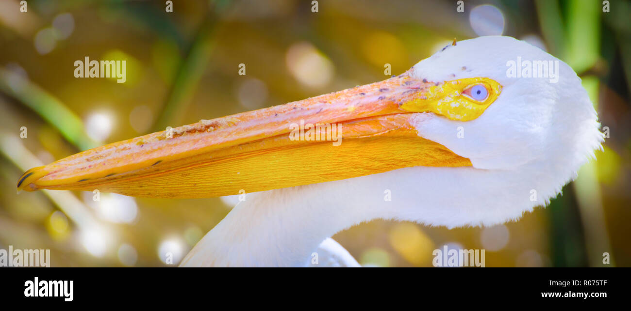 Un pélican pose poliment pour la caméra dans un jardin tropical en Floride du Sud. Banque D'Images Un pélican pose poliment pour la caméra dans un jardin tropical en Floride du Sud. Banque D'Images
