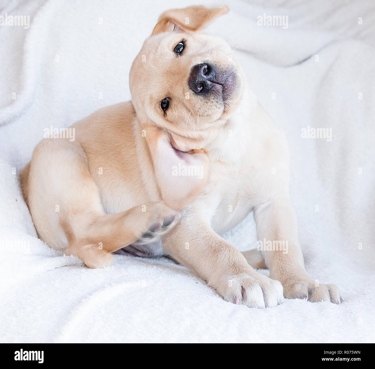 Poser golden labrador, chiot Banque D'Images