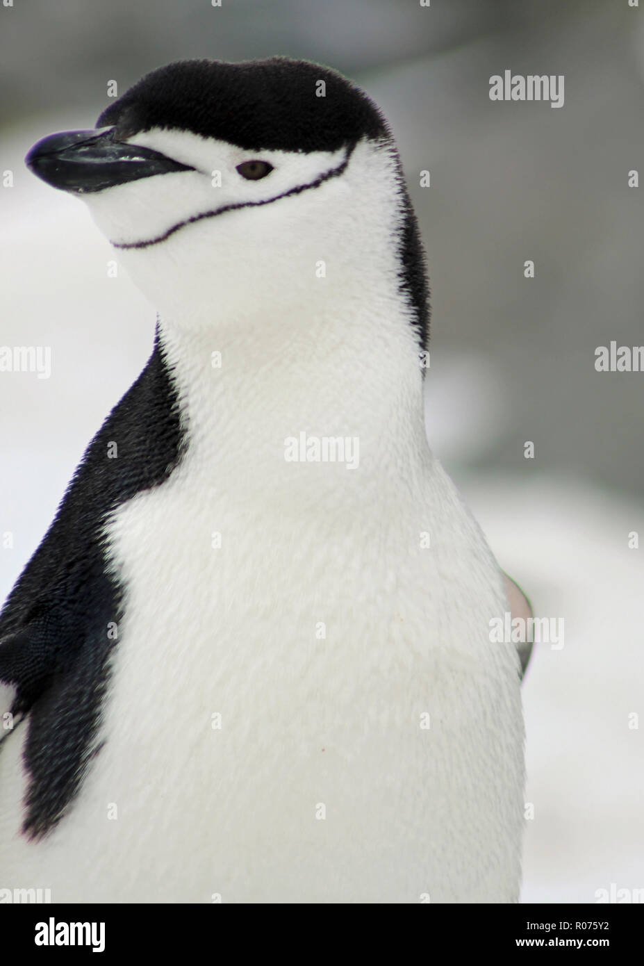 Portrait d'une jugulaire penguin dans la péninsule Antarctique Banque D'Images