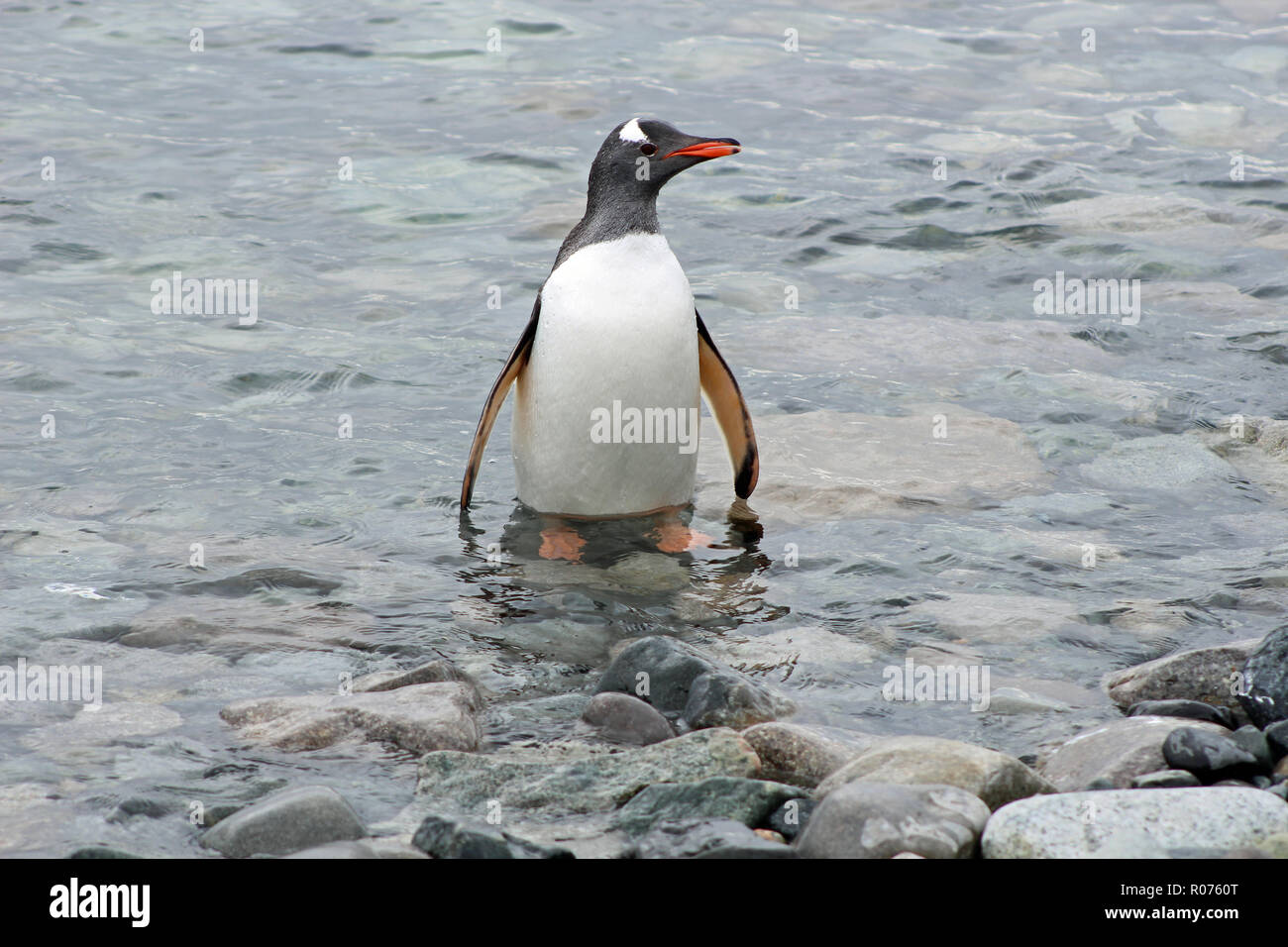 Gentoo pingouin debout dans l'eau peu profonde sur une plage de la péninsule Antarctique Banque D'Images
