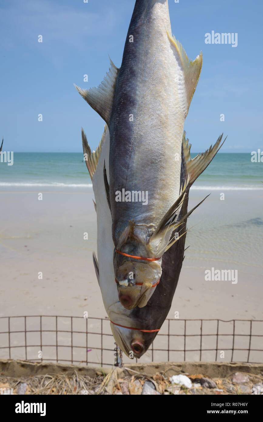 Close up de poissons fraîchement pêchés ligoté et pendu à sec pour Banque D'Images