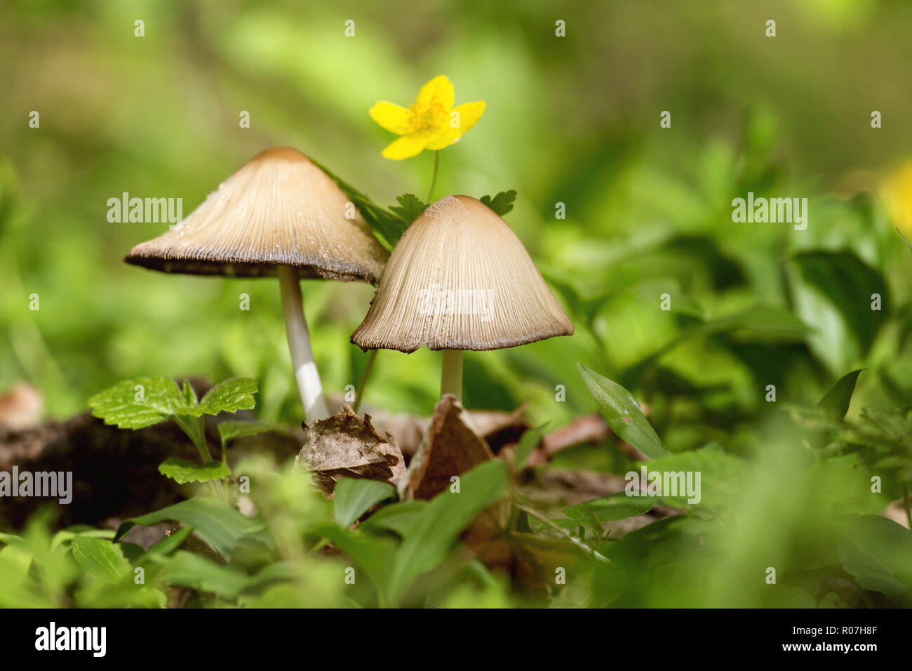 Beaux champignons dans la forêt avec une fleur jaune derrière. Dans l'herbe de champignons. La belle nature. Banque D'Images