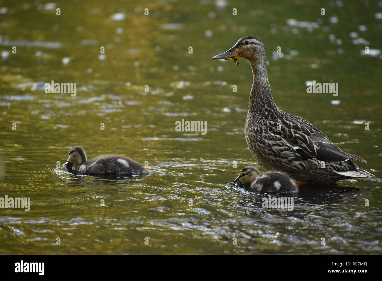 Canetons colvert femelle donnant sur Banque D'Images