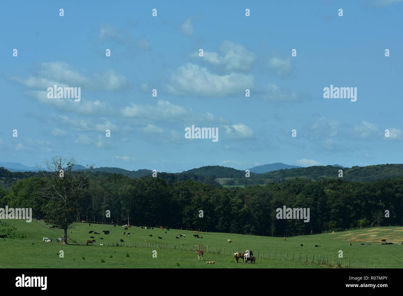 Les terres agricoles en face de la forêt et les collines Banque D'Images