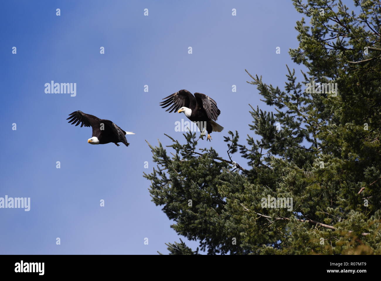 Deux pygargues à tête blanche (Haliaeetus leucocephalus) en vol synchrone dans le ciel bleu avec un peu de fond de forêt Banque D'Images Deux pygargues à tête blanche (Haliaeetus leucocephalus) en vol synchrone dans le ciel bleu avec un peu de fond de forêt Banque D'Images