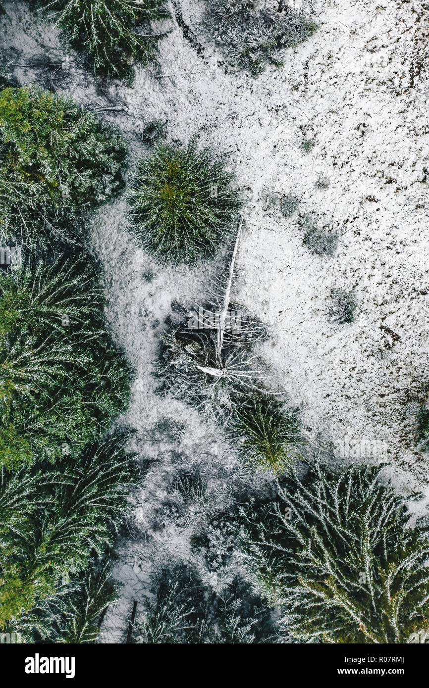 Première neige dans la forêt vue aérienne Banque D'Images