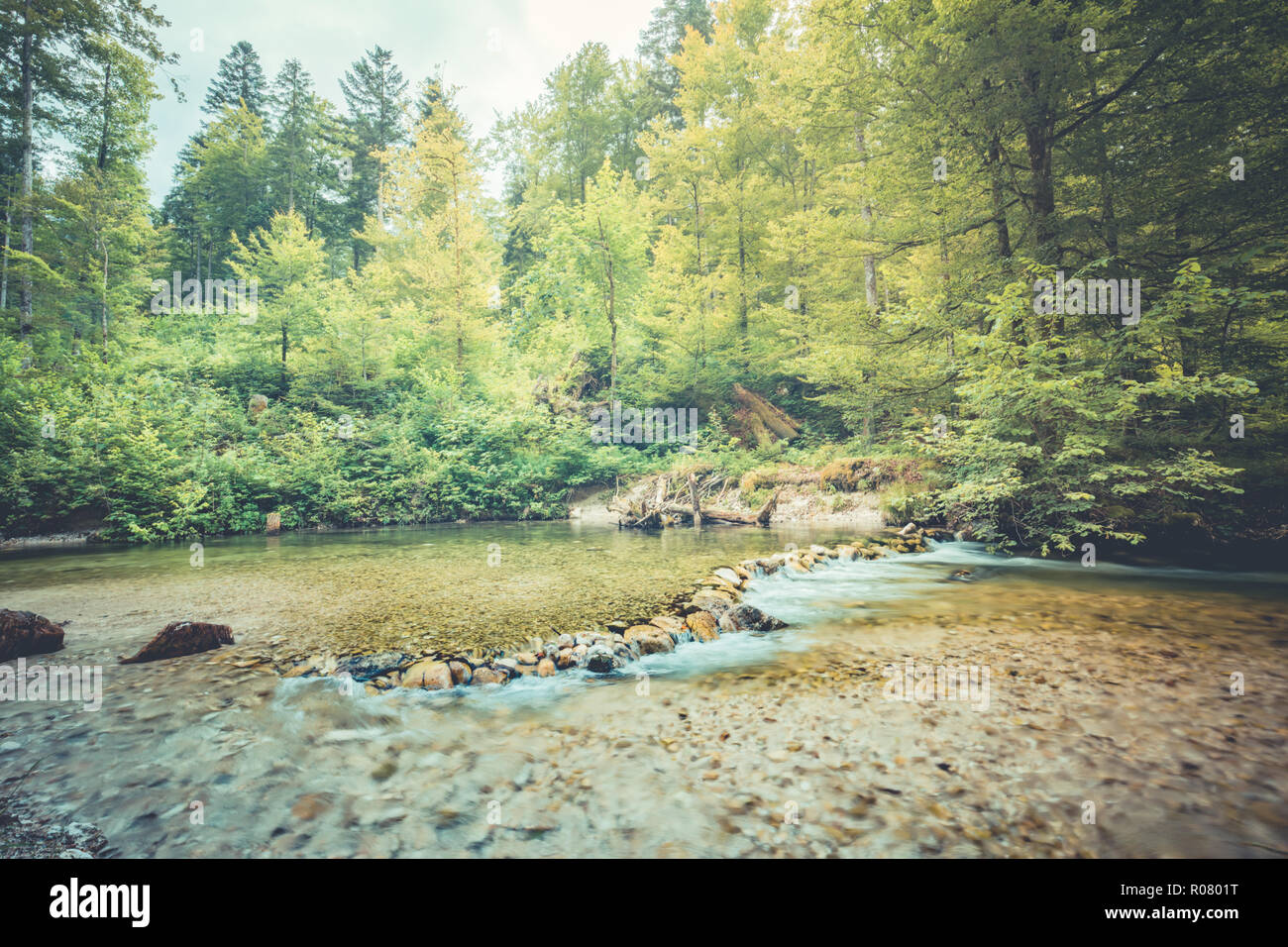 Forêt idyllique avec rivière calme sur une journée ensoleillée avec des pierres. Scène de la forêt, l'eau calme et soleil Banque D'Images